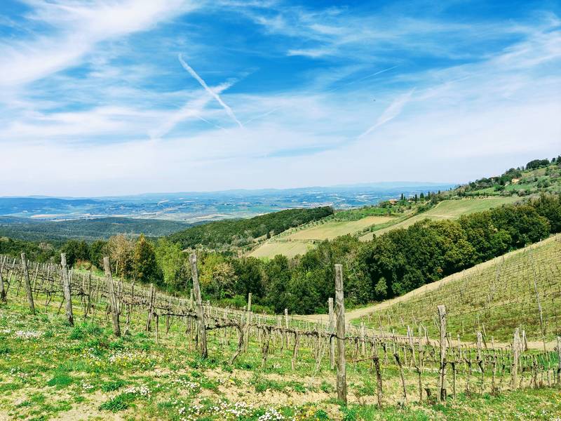 montalcino woods vineyards Mindfulness in Monteaperti