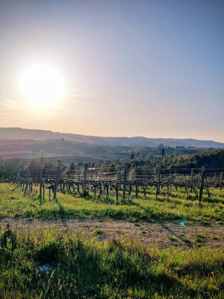 vineyards landscape Legends of Certosa di Pontignano