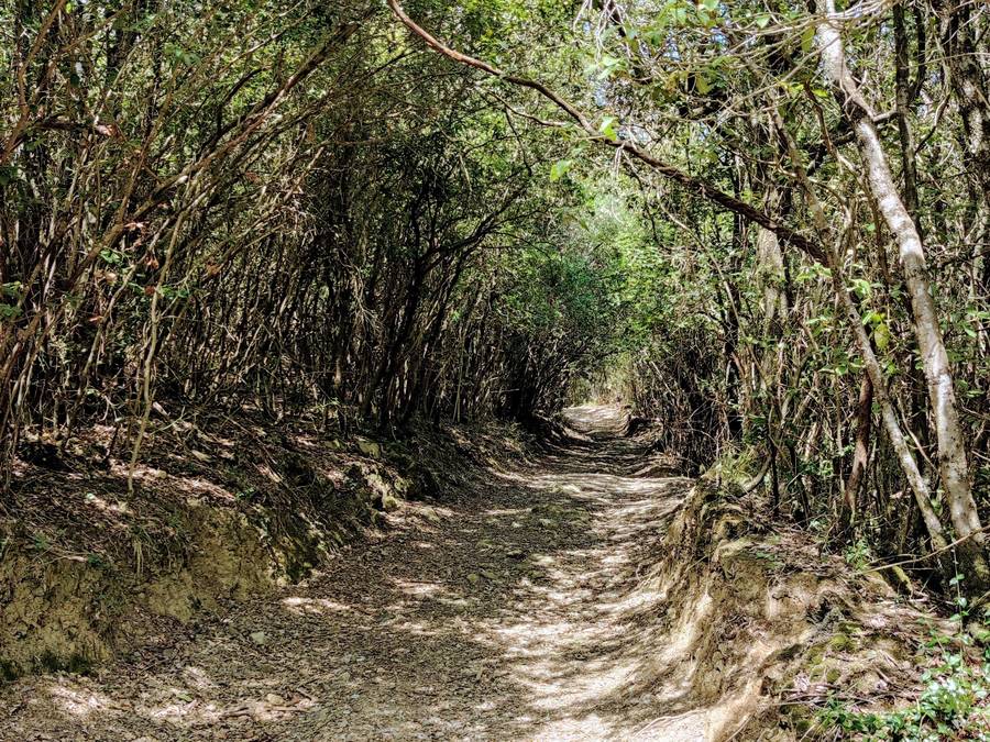 woods path The Wild Montalcino